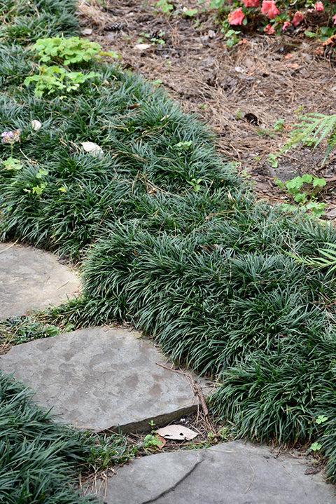50 Dwarf Mondo Grass Plants – Low Maintenance Ground Cover for Landscaping