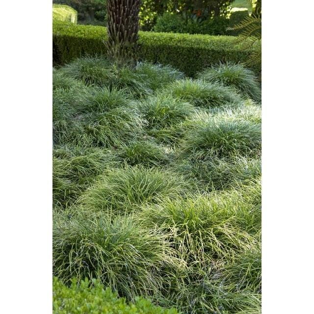 50 Dwarf Mondo Grass Plants – Low Maintenance Ground Cover for Landscaping