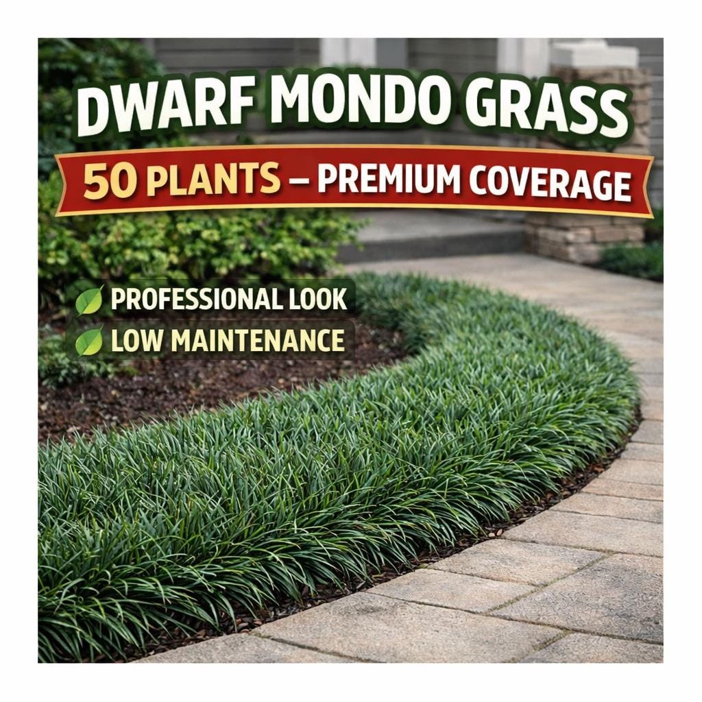50 Dwarf Mondo Grass Plants – Low Maintenance Ground Cover for Landscaping