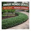 50 Dwarf Mondo Grass Plants – Low Maintenance Ground Cover for Landscaping