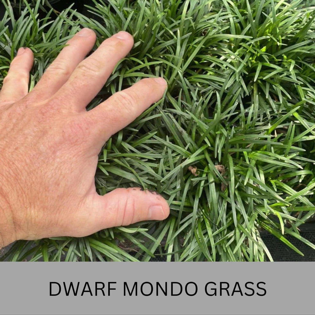 100 Dwarf Mondo Grass Bibs | Low Maintenance Shade Ground Cover Grass