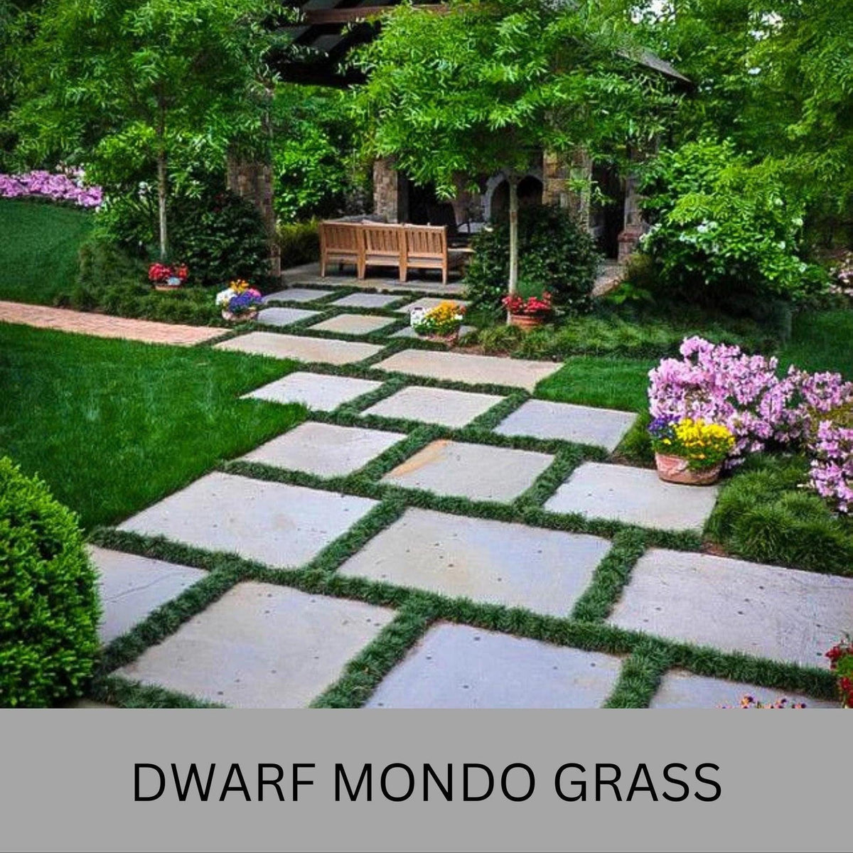 100 Dwarf Mondo Grass Bibs | Low Maintenance Shade Ground Cover Grass