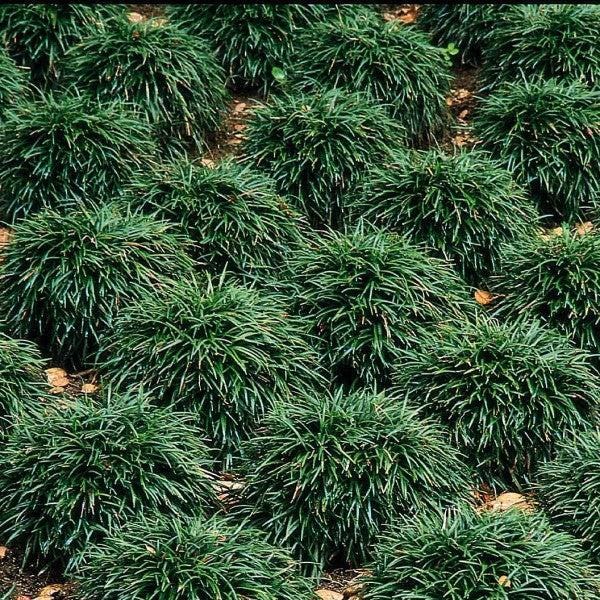 100 Dwarf Mondo Grass Bibs | Low Maintenance Shade Ground Cover Grass