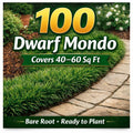 100 Dwarf Mondo Grass Bibs | Low Maintenance Shade Ground Cover Grass