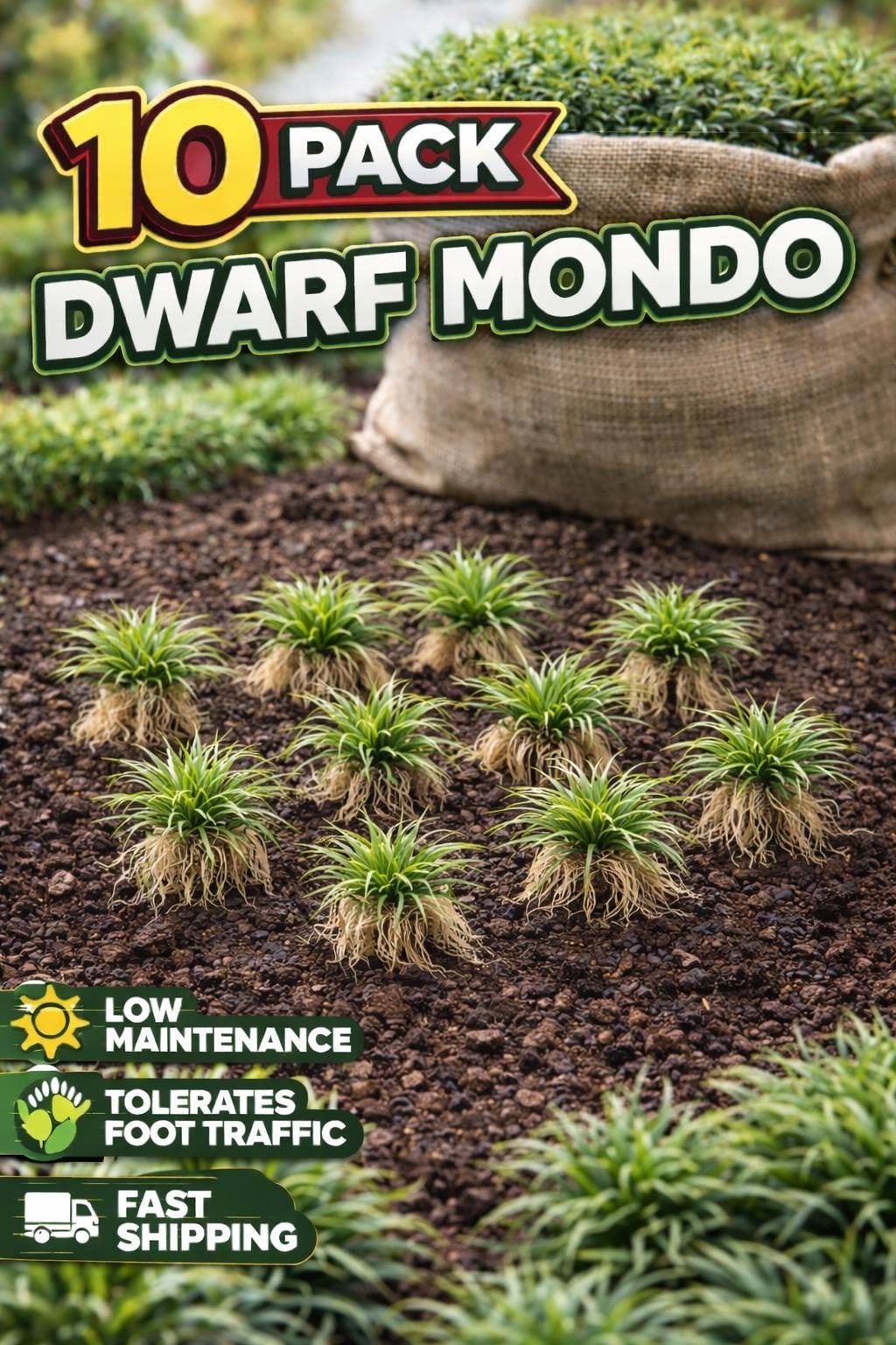 10 Dwarf Mondo Grass Bibs– Low Maintenance Ground Cover for Borders, Walkways & Landscaping