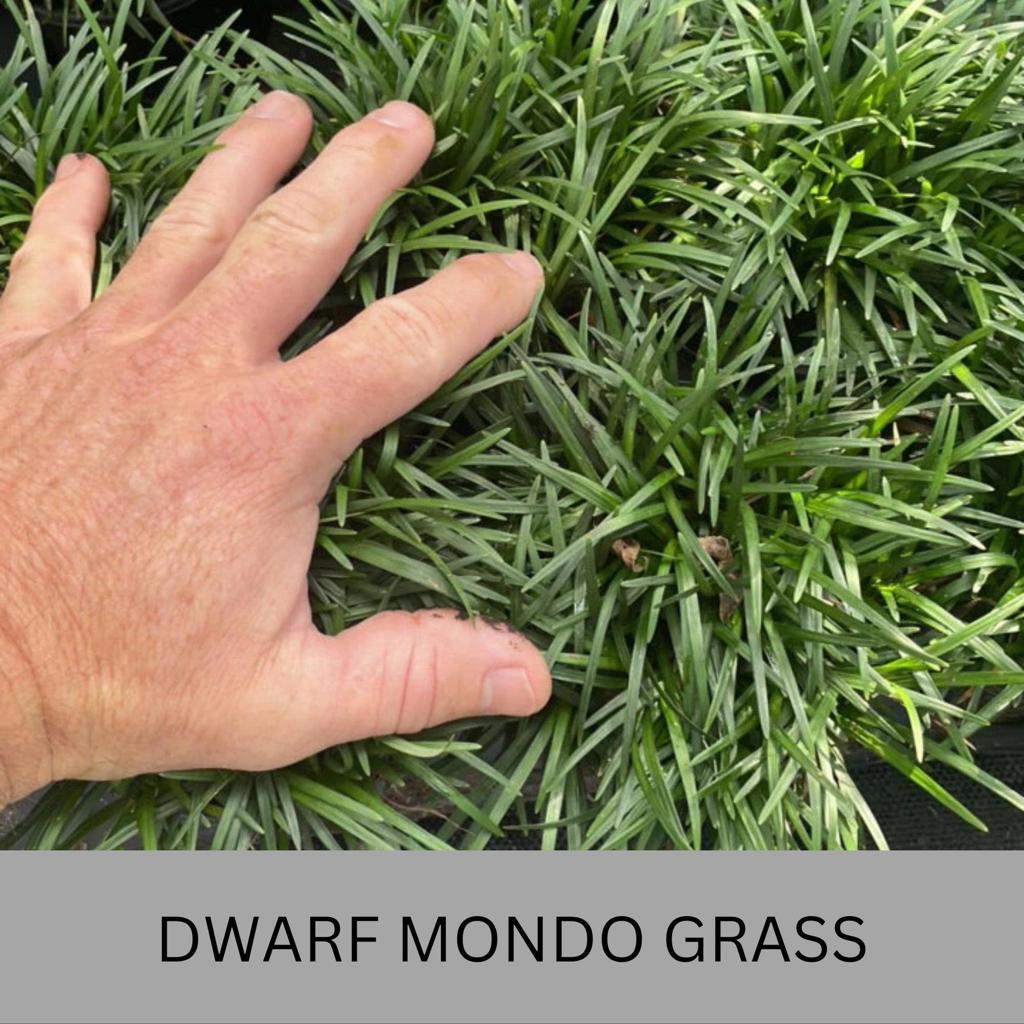 Dwarf Mondo Grass System – Choose Your Coverage (10–1000 Bibs) | Step-By-Step Planting Guide Included | Perfect Borders & Groundcover