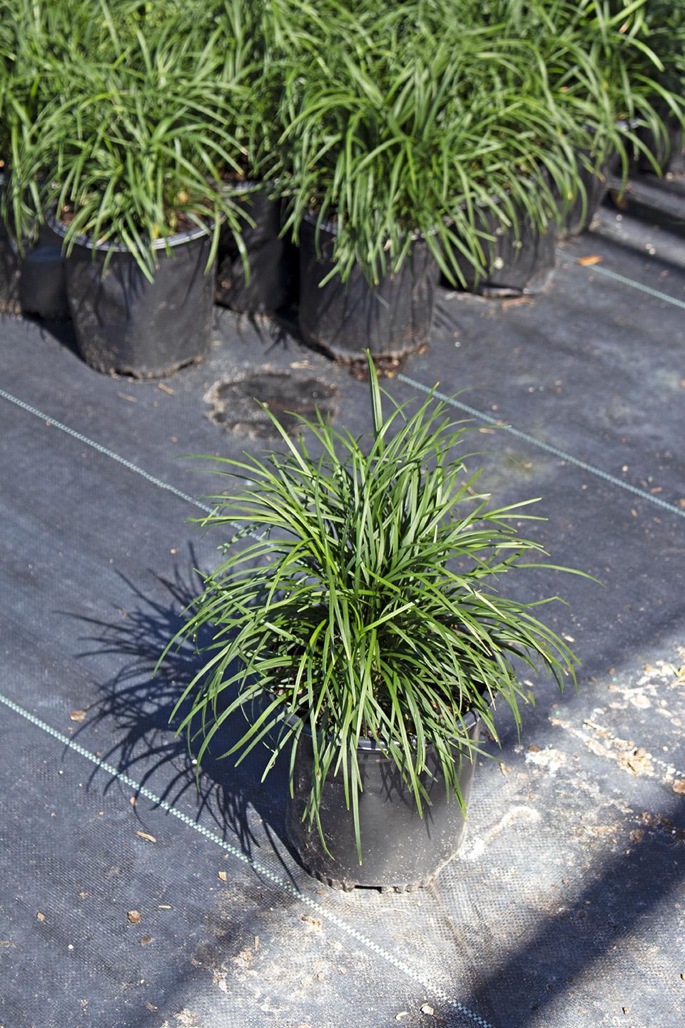 Dwarf Mondo Grass System – Choose Your Coverage (10–1000 Bibs) | Step-By-Step Planting Guide Included | Perfect Borders & Groundcover