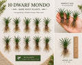 10 Dwarf Mondo Grass Bibs– Low Maintenance Ground Cover for Borders, Walkways & Landscaping
