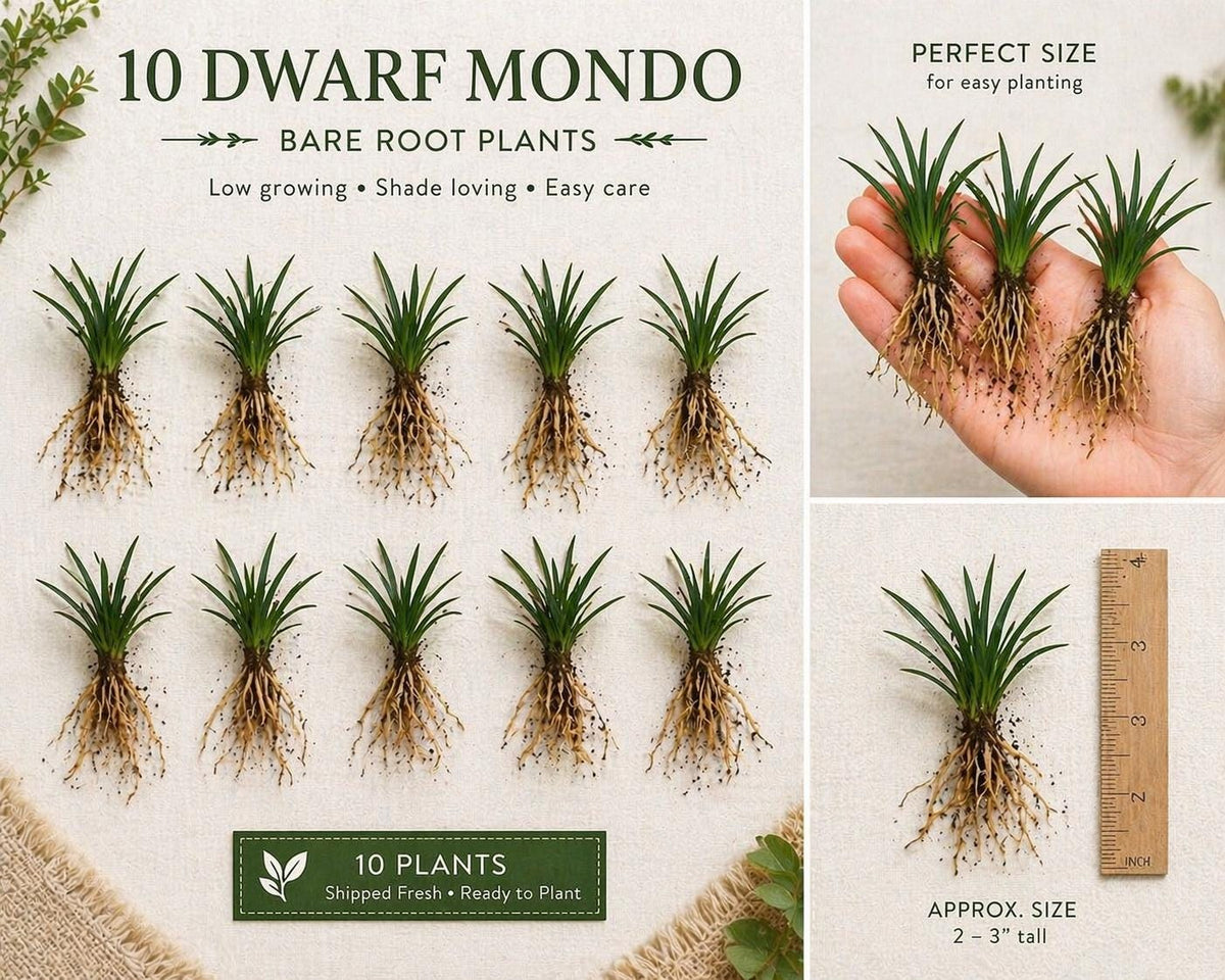 10 Dwarf Mondo Grass Bibs– Low Maintenance Ground Cover for Borders, Walkways & Landscaping