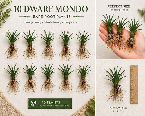 10 Dwarf Mondo Grass Bibs– Low Maintenance Ground Cover for Borders, Walkways & Landscaping