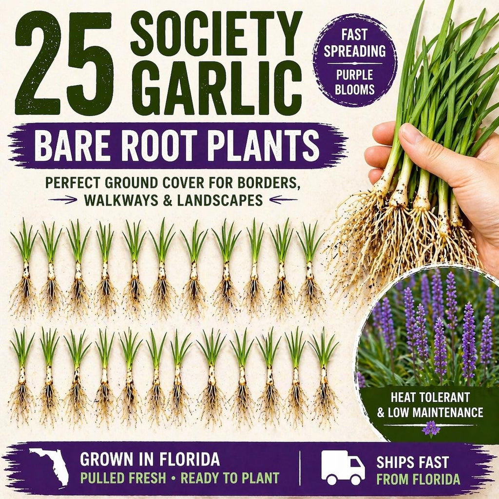 25 Society Garlic Bare Root Plants – Fast Spreading Purple Blooms, Drought Tolerant Ground Cover