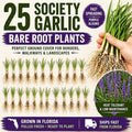 25 Society Garlic Bare Root Plants – Fast Spreading Purple Blooms, Drought Tolerant Ground Cover