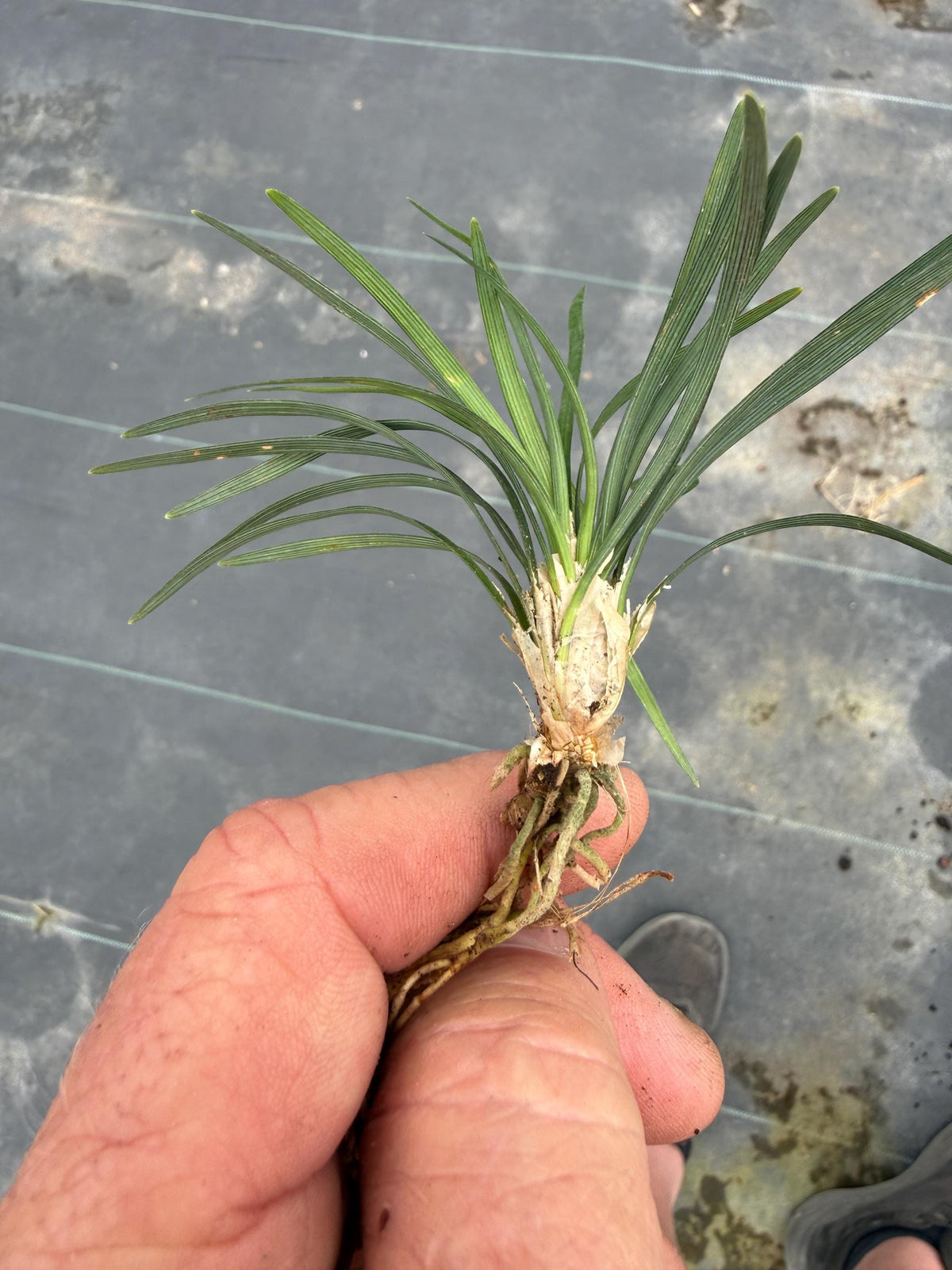 25 Dwarf Mondo Grass Plants – Bare Root Ground Cover, Shade Lawn Alternative