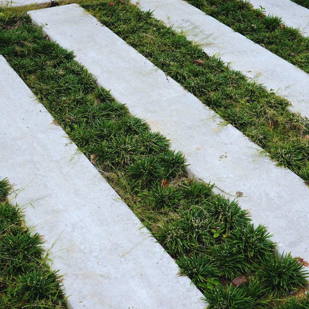 25 Dwarf Mondo Grass Plants – Bare Root Ground Cover, Shade Lawn Alternative