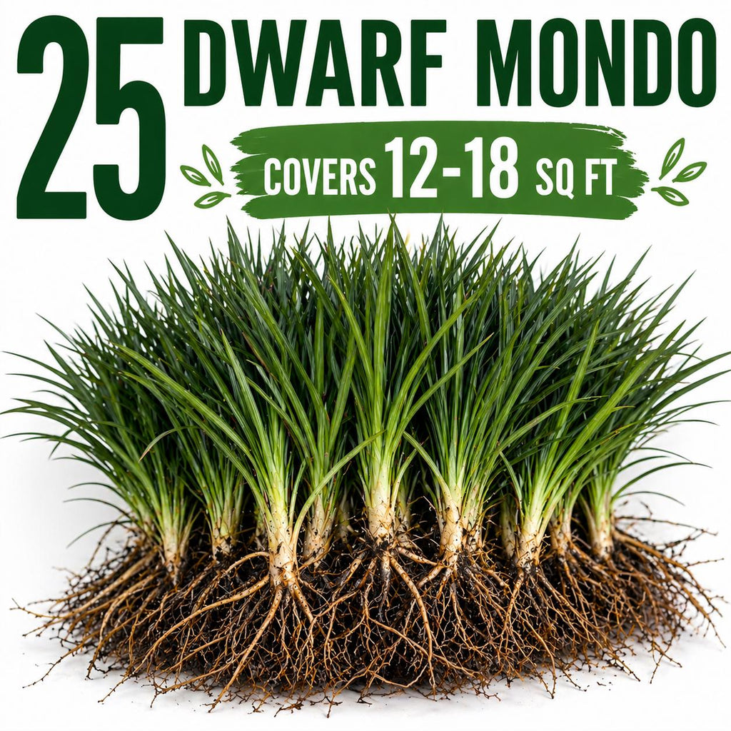 25 Dwarf Mondo Grass Plants – Bare Root Ground Cover, Shade Lawn Alternative