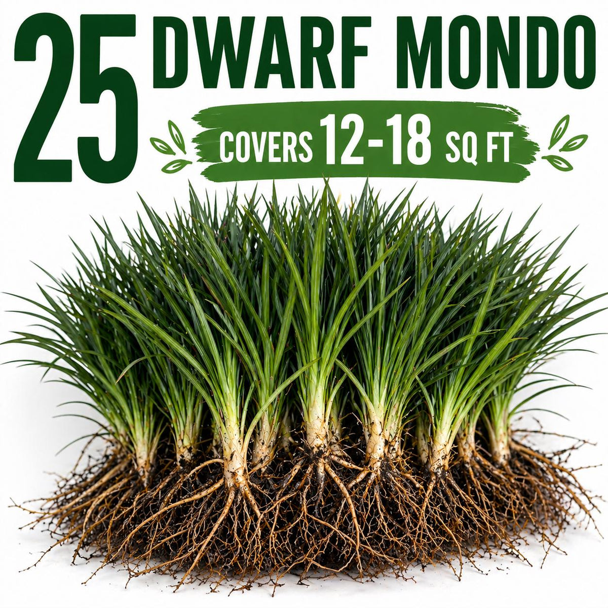 25 Dwarf Mondo Grass Plants – Bare Root Ground Cover, Shade Lawn Alternative