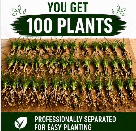100 Dwarf Mondo Grass Plants – Shade Ground Cover, No Mow Lawn Alternative (Bare Root)