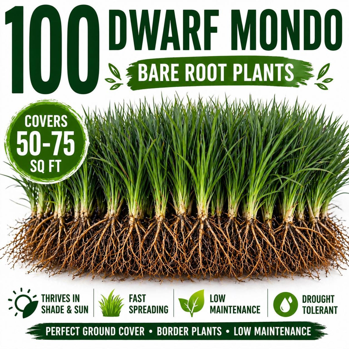 100 Dwarf Mondo Grass Plants – Shade Ground Cover, No Mow Lawn Alternative (Bare Root)