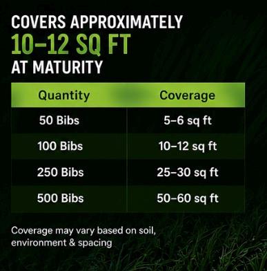 Dwarf Mondo Grass 100 Bibs | Shade Ground Cover | Low Maintenance Lawn Alternative