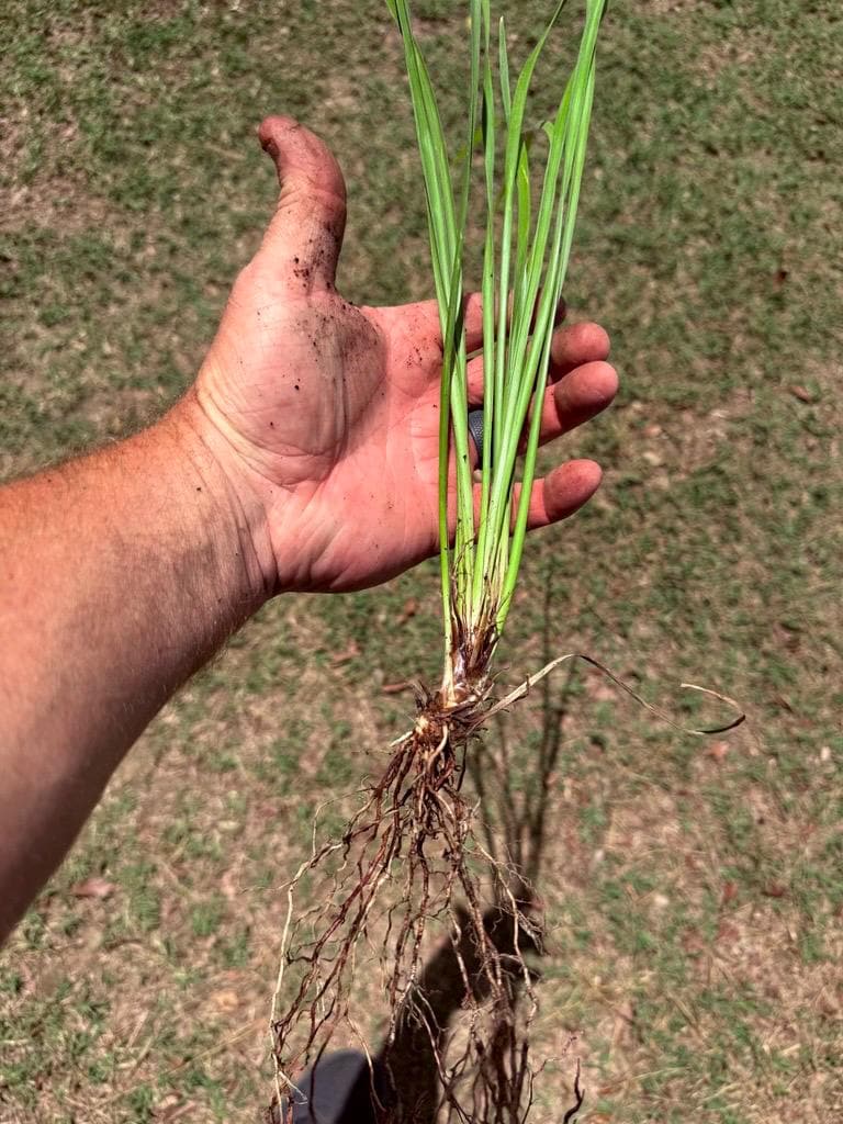 10 Lime Tuff Lomandra Grass Plants | Drought Tolerant, Low Maintenance Landscaping