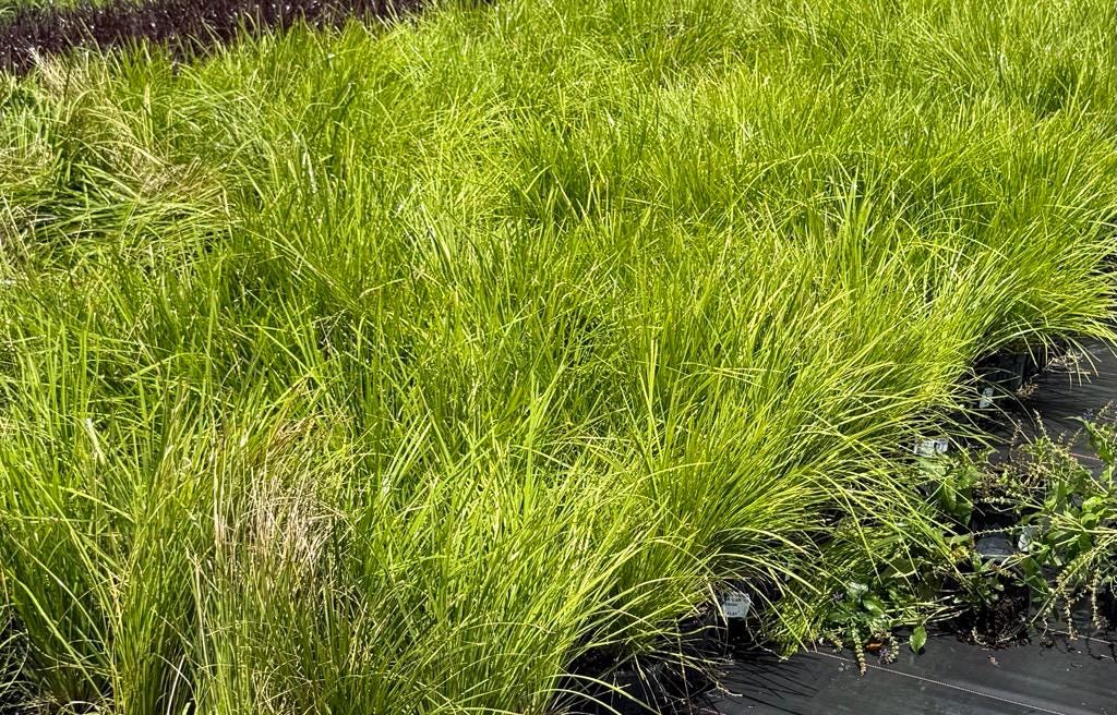 10 Lime Tuff Lomandra Grass Plants | Drought Tolerant, Low Maintenance Landscaping