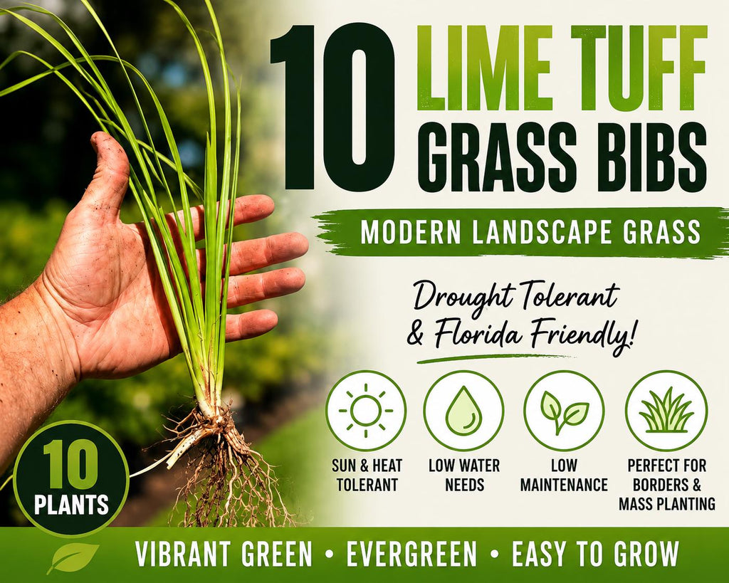 10 Lime Tuff Lomandra Grass Plants | Drought Tolerant, Low Maintenance Landscaping