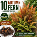 10 Autumn Fern Bare Root Crowns – Hardy Shade Perennial Plant