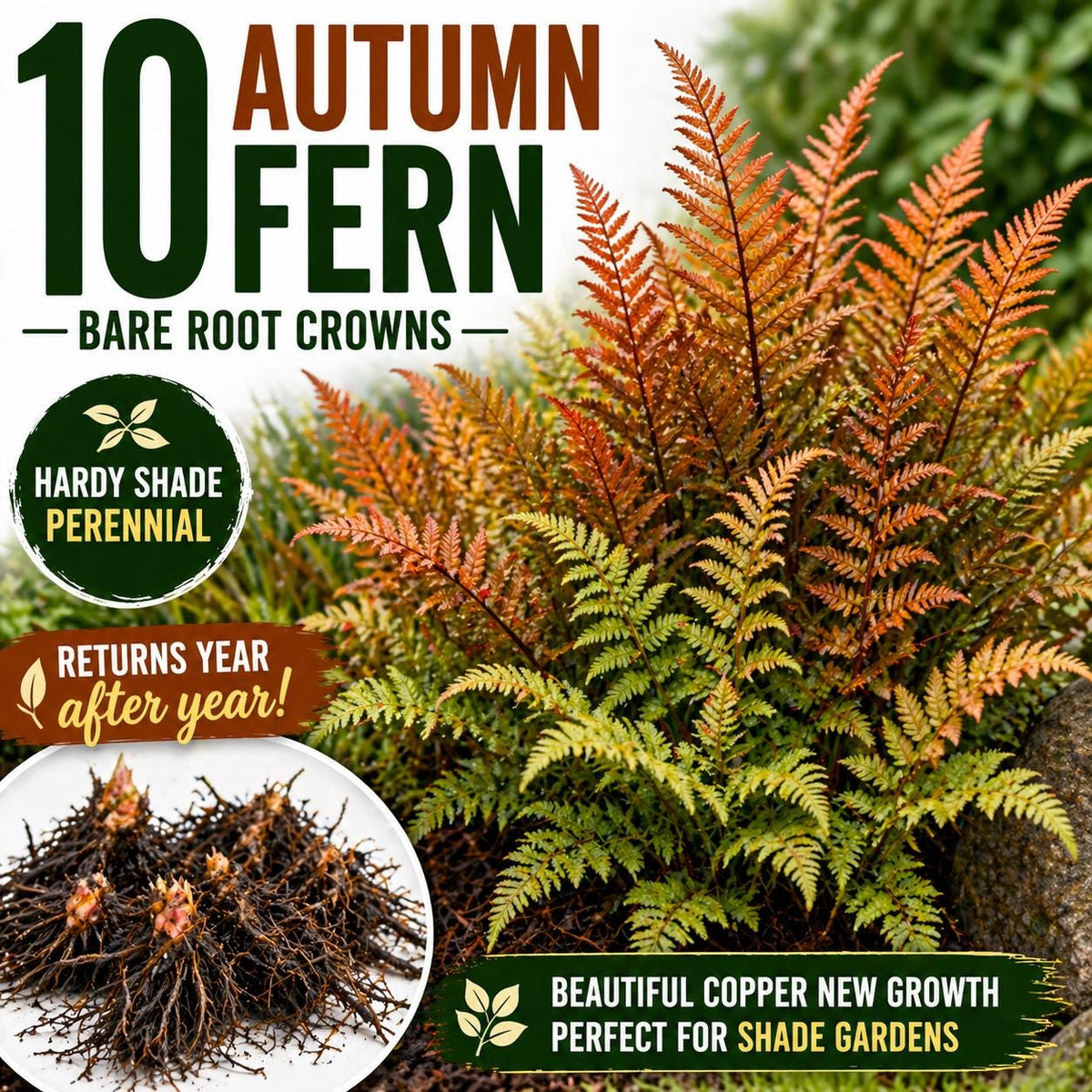 10 Autumn Fern Bare Root Crowns – Hardy Shade Perennial Plant