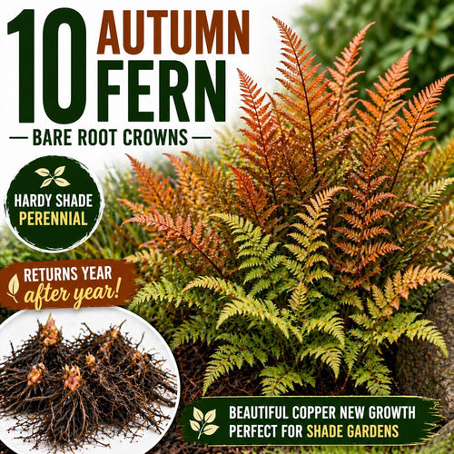 10 Autumn Fern Bare Root Crowns – Hardy Shade Perennial Plant