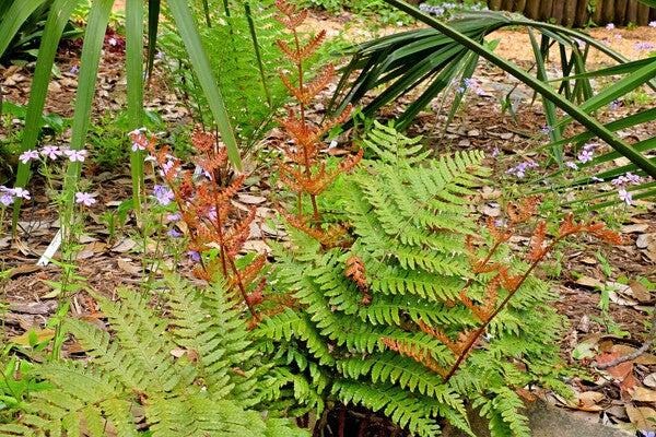 10 Autumn Fern Bare Root Crowns – Hardy Shade Perennial Plant