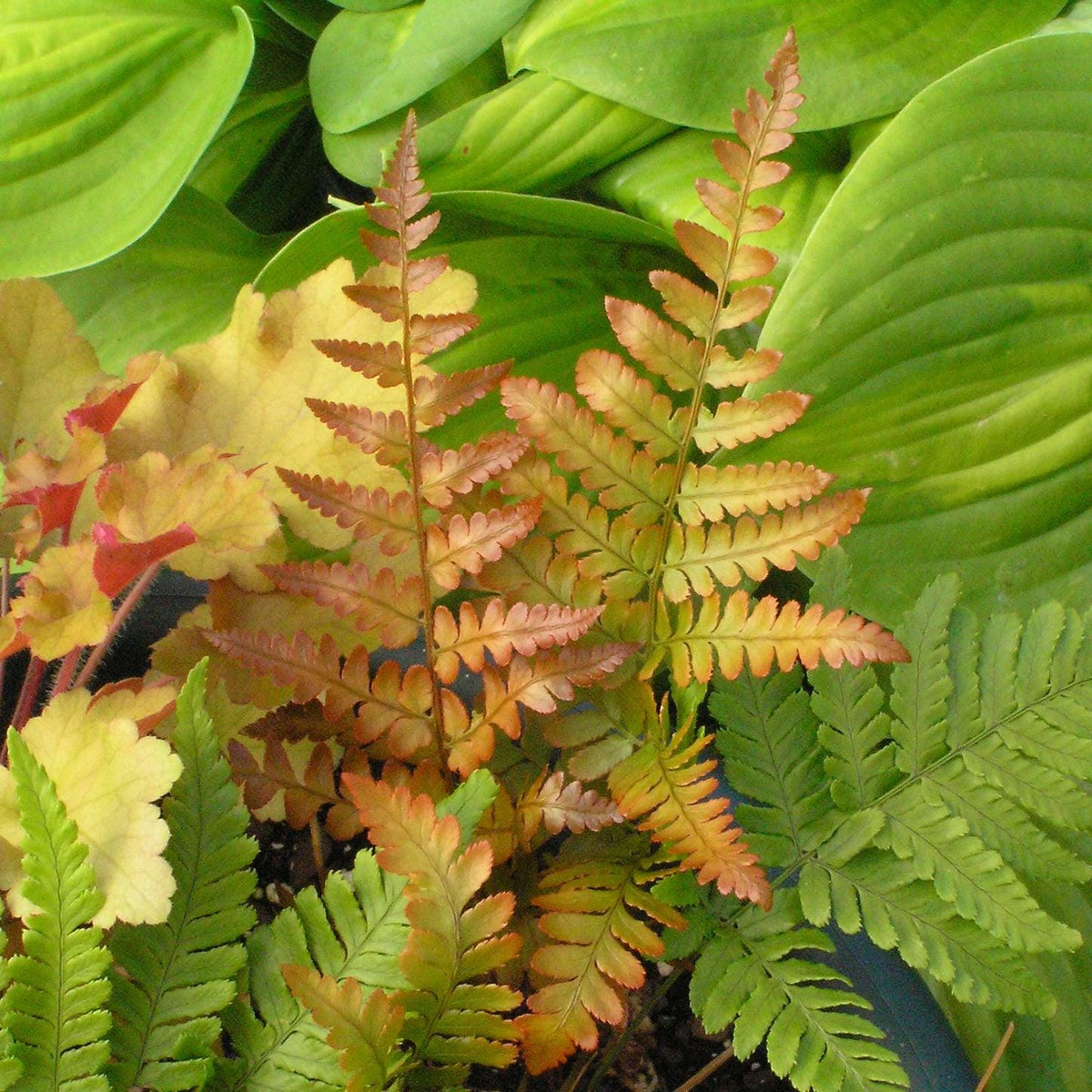 10 Autumn Fern Bare Root Crowns – Hardy Shade Perennial Plant