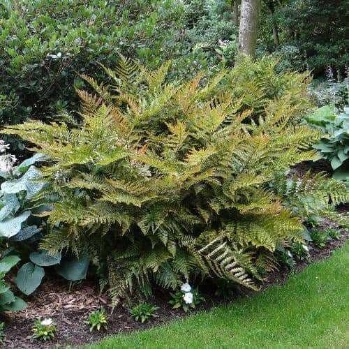 10 Autumn Fern Bare Root Crowns – Hardy Shade Perennial Plant
