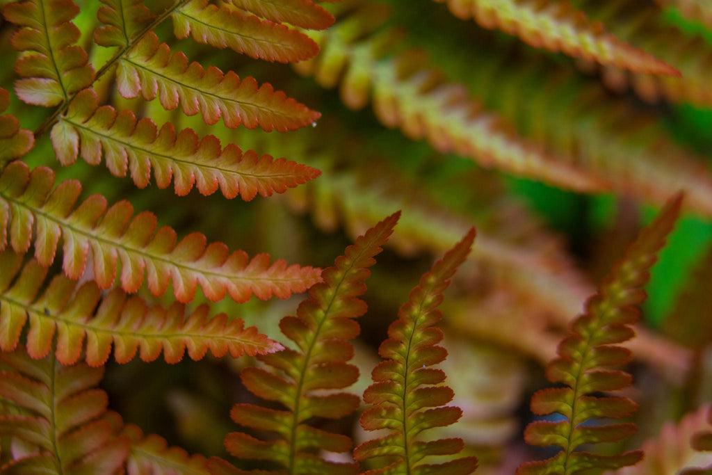 10 Autumn Fern Bare Root Crowns – Hardy Shade Perennial Plant