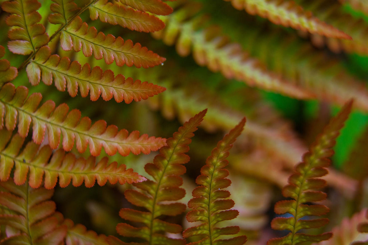 10 Autumn Fern Bare Root Crowns – Hardy Shade Perennial Plant
