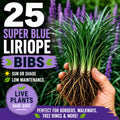25 Super Blue Liriope Bibs | Hardy Lilyturf | Sun or Shade (Live Bare Root Plants)