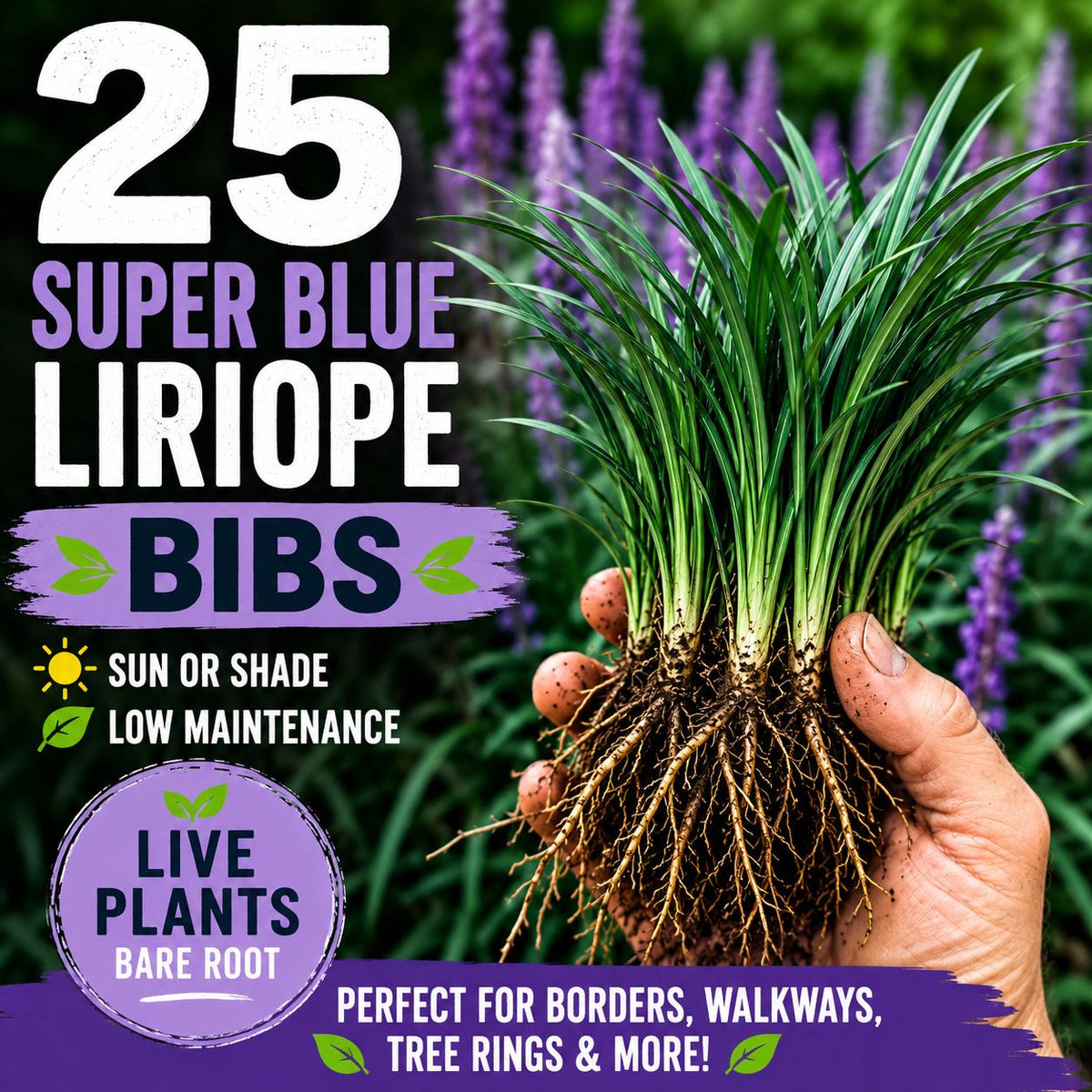 25 Super Blue Liriope Bibs | Hardy Lilyturf | Sun or Shade (Live Bare Root Plants)