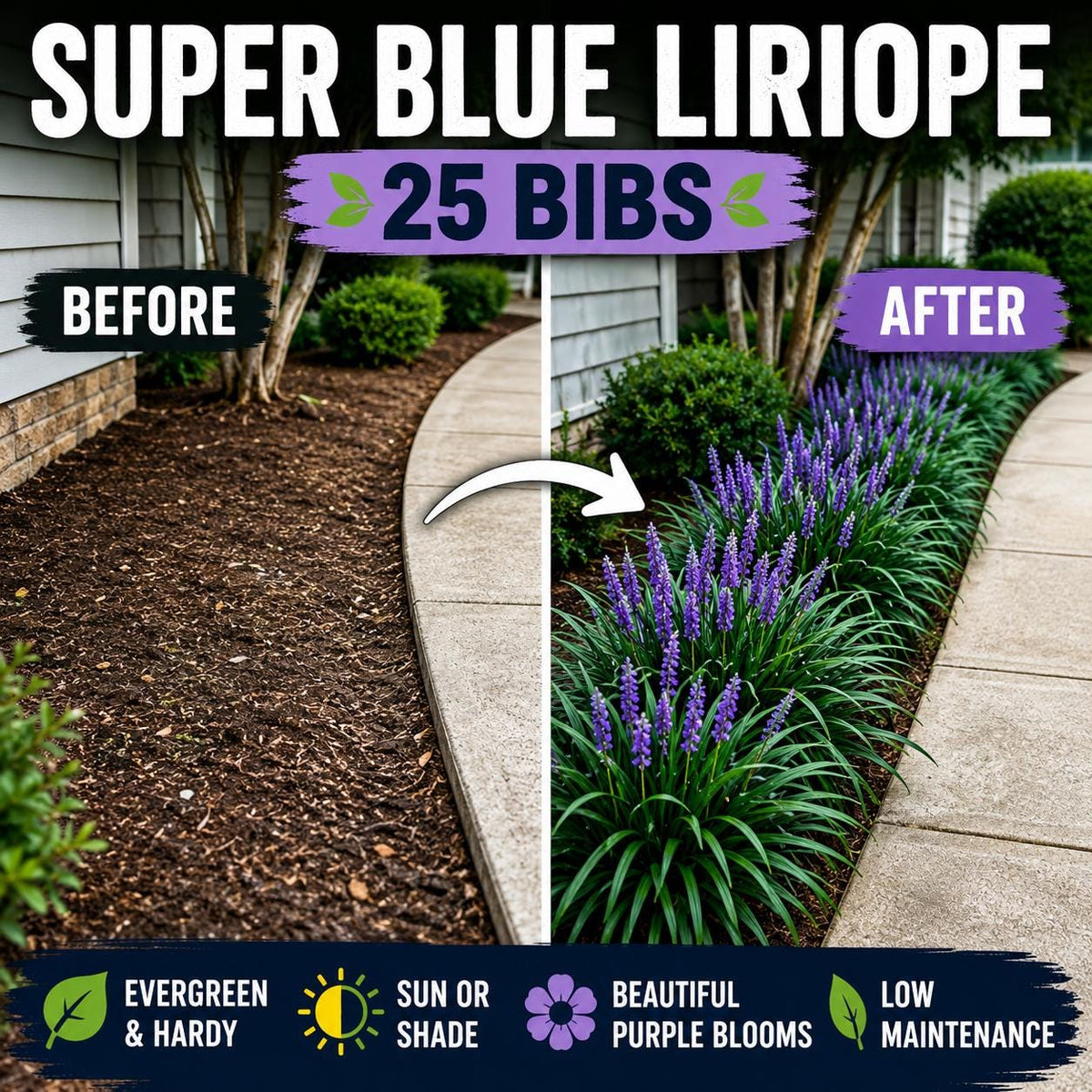 25 Super Blue Liriope Bibs | Hardy Lilyturf | Sun or Shade (Live Bare Root Plants)