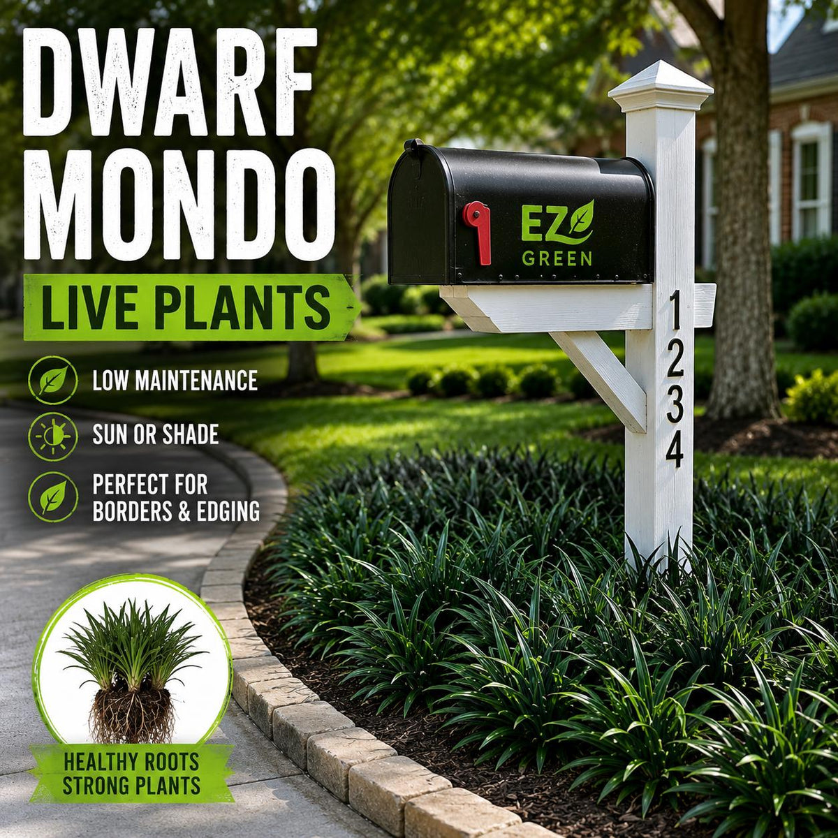 100 Dwarf Mondo Grass Plants – Shade Ground Cover, No Mow Lawn Alternative (Bare Root)