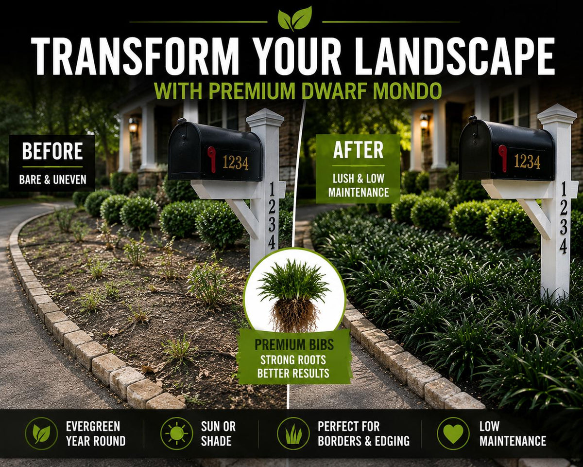 Dwarf Mondo Grass Bibs | Nursery Select Bare Root Plants