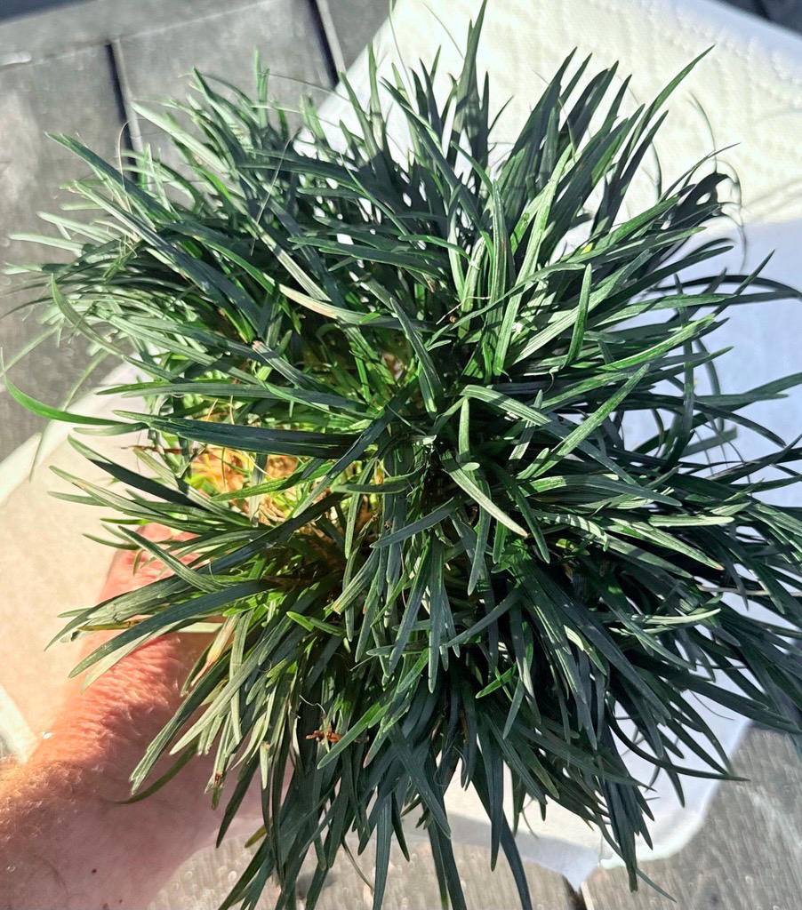Dwarf Mondo Grass Bibs | Nursery Select Bare Root Plants