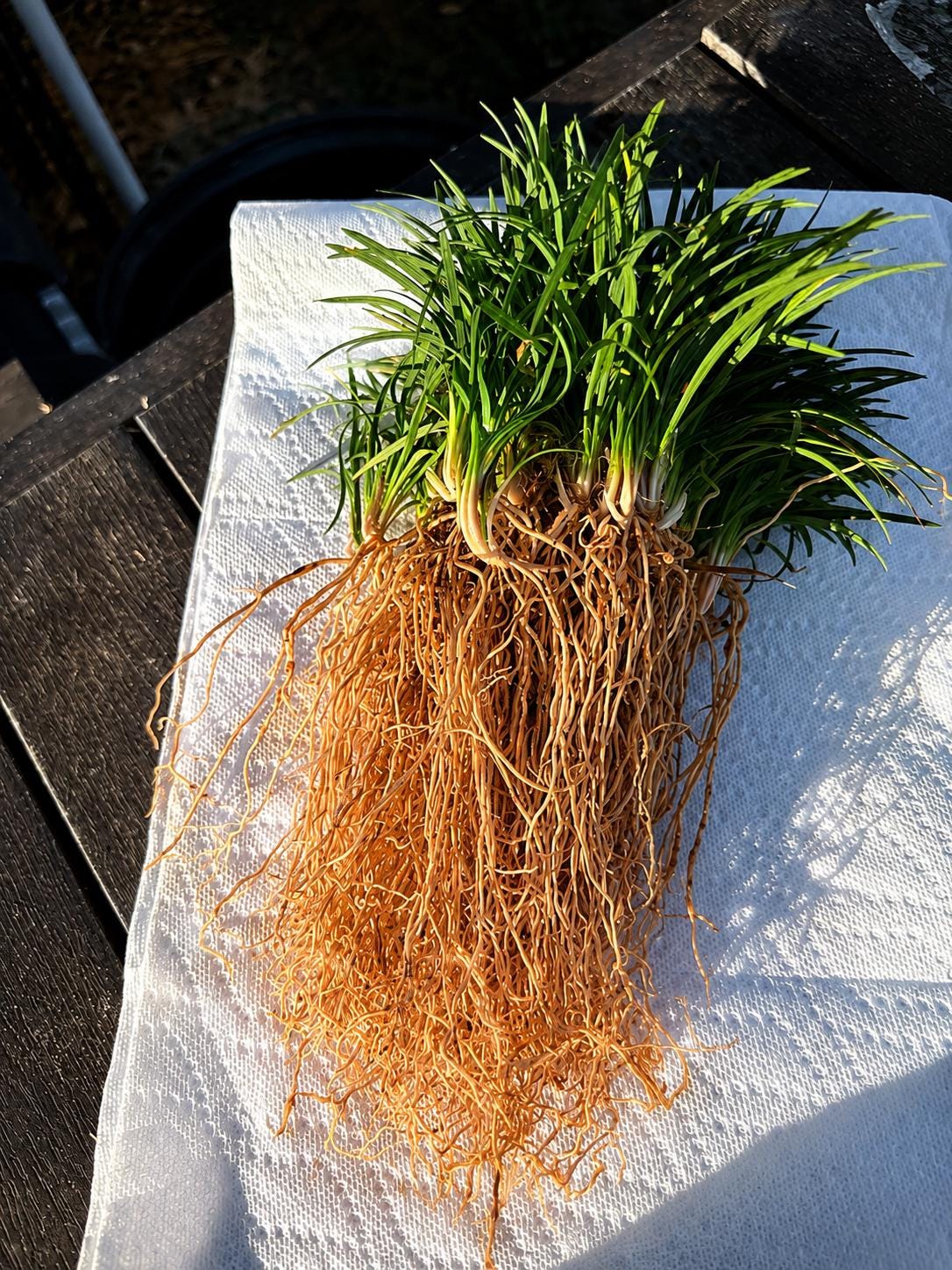 Dwarf Mondo Grass 100 Bibs | Shade Ground Cover | Low Maintenance Lawn Alternative