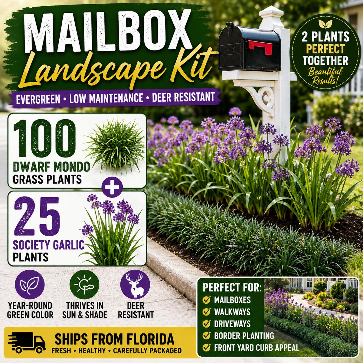 Mailbox Landscape Kit |100 Dwarf Mondo + 25 Society Garlic