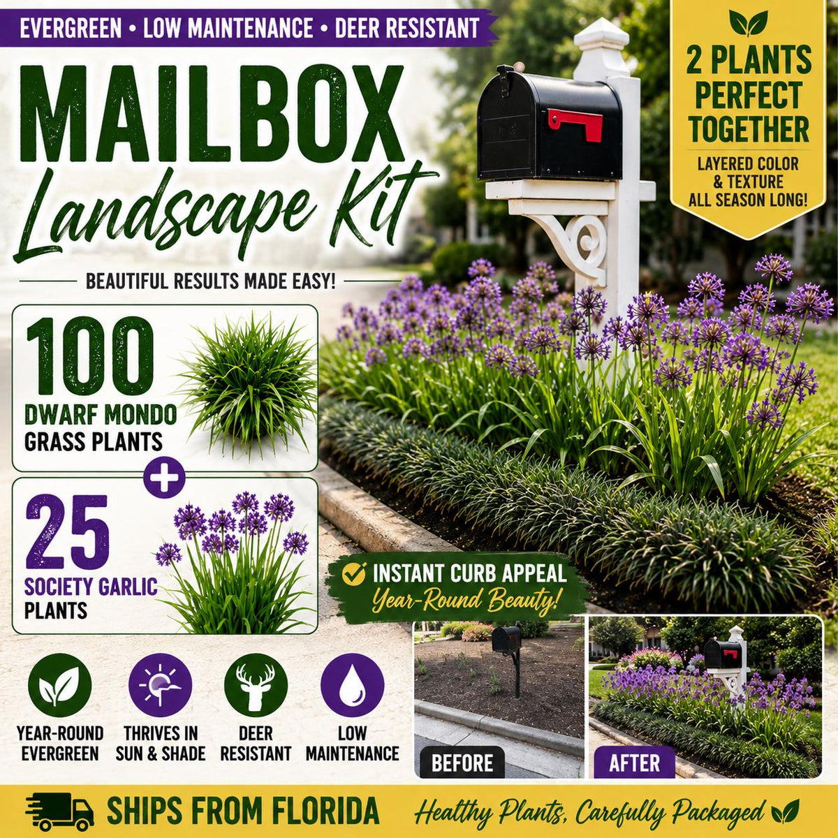 Mailbox Landscape Kit |100 Dwarf Mondo + 25 Society Garlic