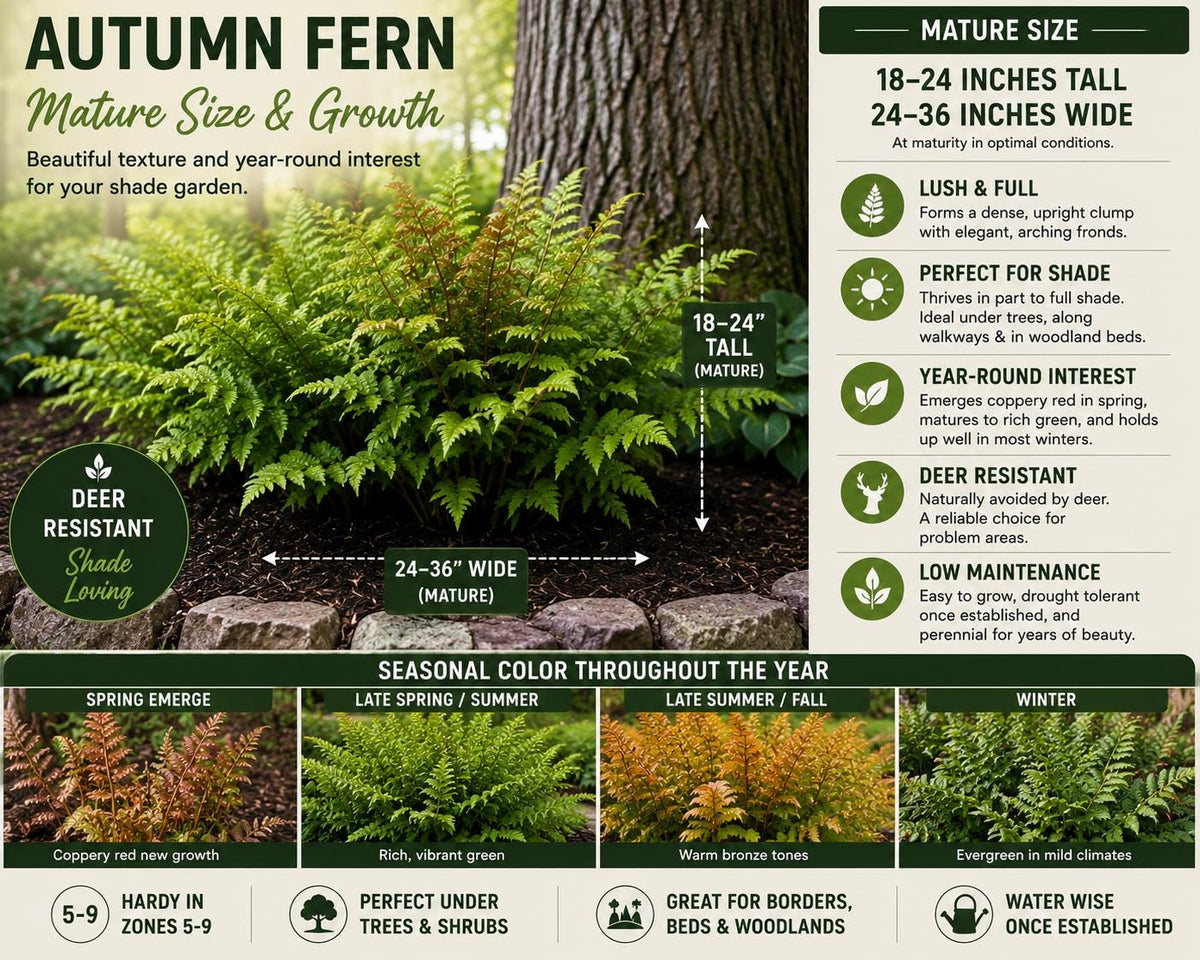Shade Garden Starter Kit | Dwarf Mondo & Autumn Fern Bundle | Under Trees • Borders • Woodland Landscaping