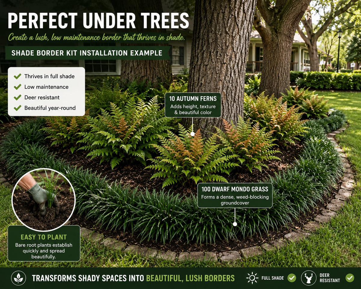 Shade Garden Starter Kit | Dwarf Mondo & Autumn Fern Bundle | Under Trees • Borders • Woodland Landscaping