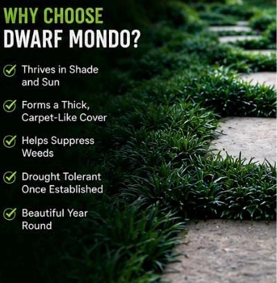 Dwarf Mondo Grass 100 Bibs | Shade Ground Cover | Low Maintenance Lawn Alternative