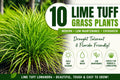 10 Lime Tuff Lomandra Grass Plants | Drought Tolerant, Low Maintenance Landscaping