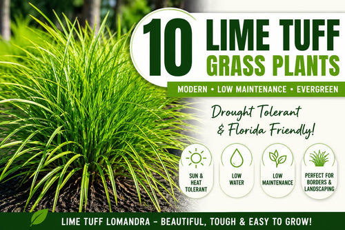 10 Lime Tuff Lomandra Grass Plants | Drought Tolerant, Low Maintenance Landscaping