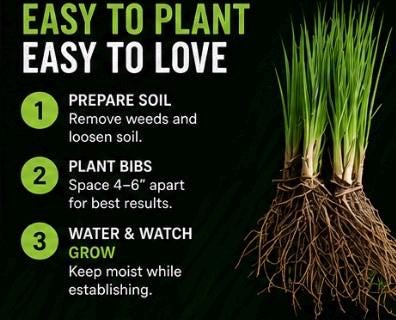 10 Lime Tuff Lomandra Grass Plants | Drought Tolerant, Low Maintenance Landscaping