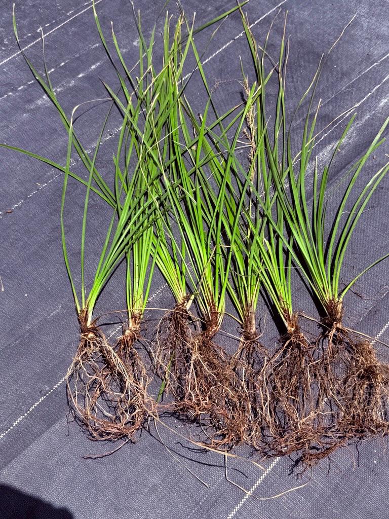 10 Lime Tuff Lomandra Grass Plants | Drought Tolerant, Low Maintenance Landscaping
